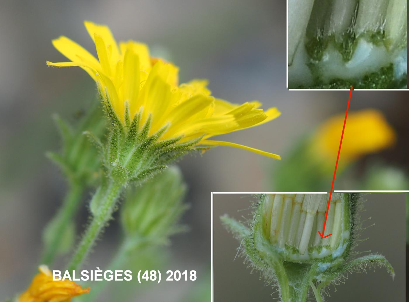 Hawkweed, Clasping flower